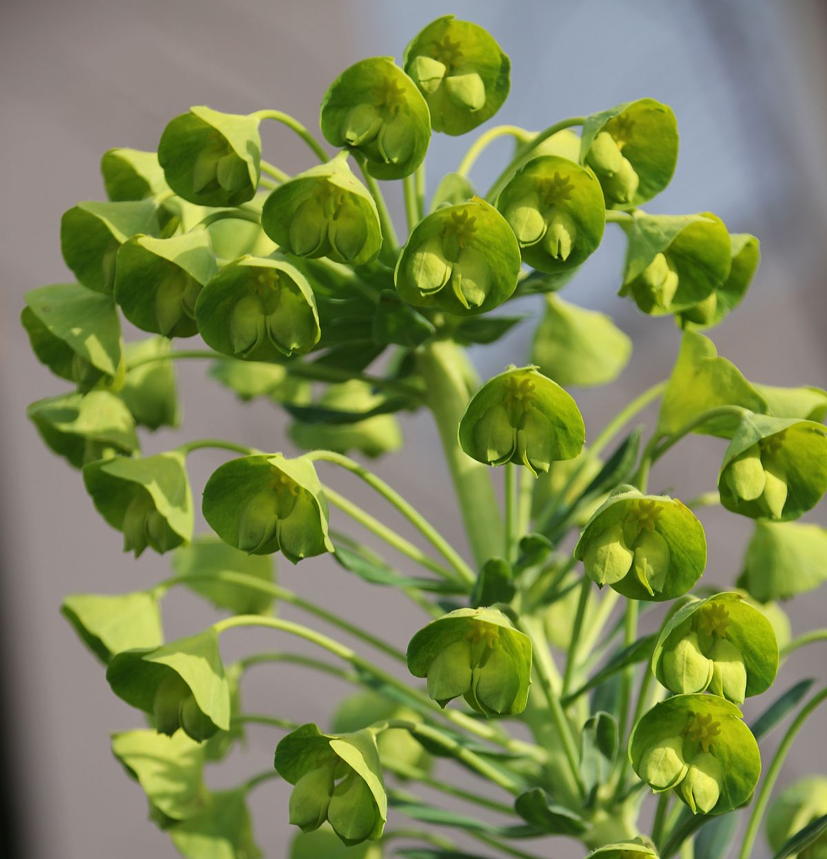 Euphorbia characias wulfenii Traiskirchen_20200327_05.jpg