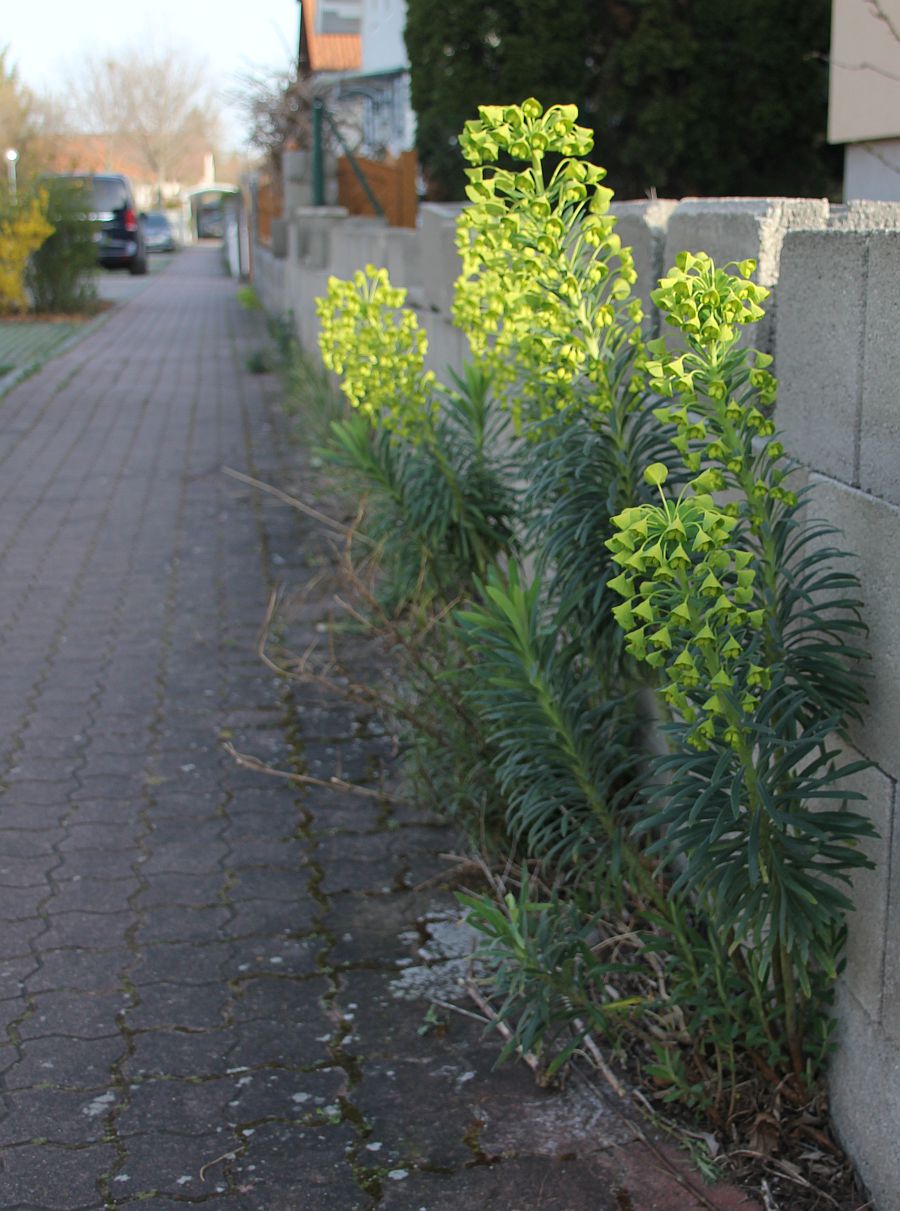 Euphorbia characias wulfenii Traiskirchen_20200327_01.jpg