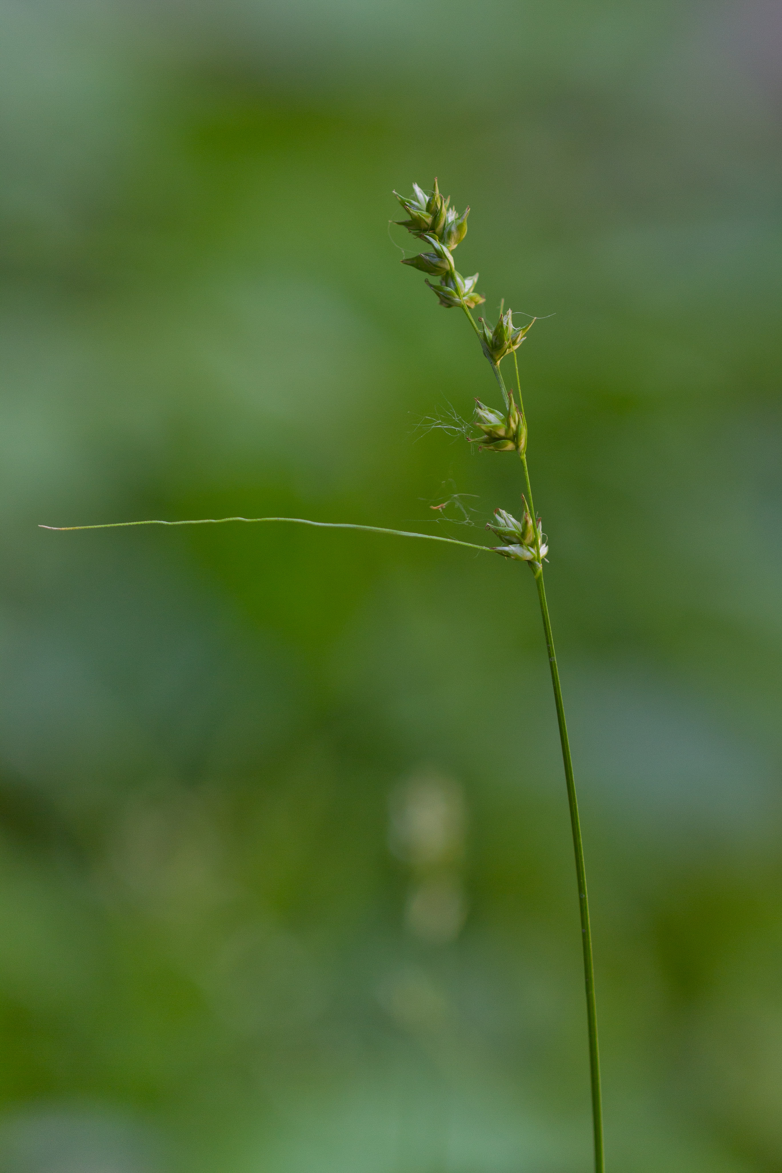 Cyperaceae_Carex divulsa 1.jpg