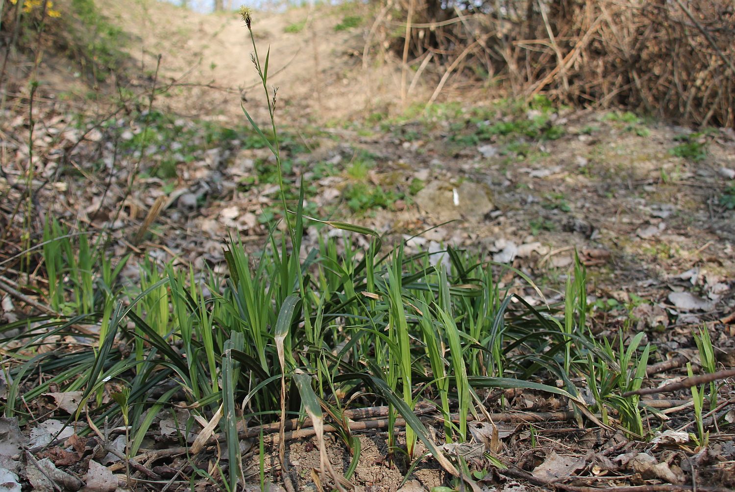 Carex pilosa Traiskirchen_20200329_08.jpg