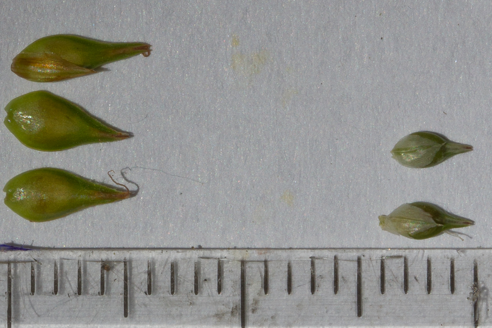 Cyperaceae_Carex polyphylla_divulsa_Schläuche.jpg