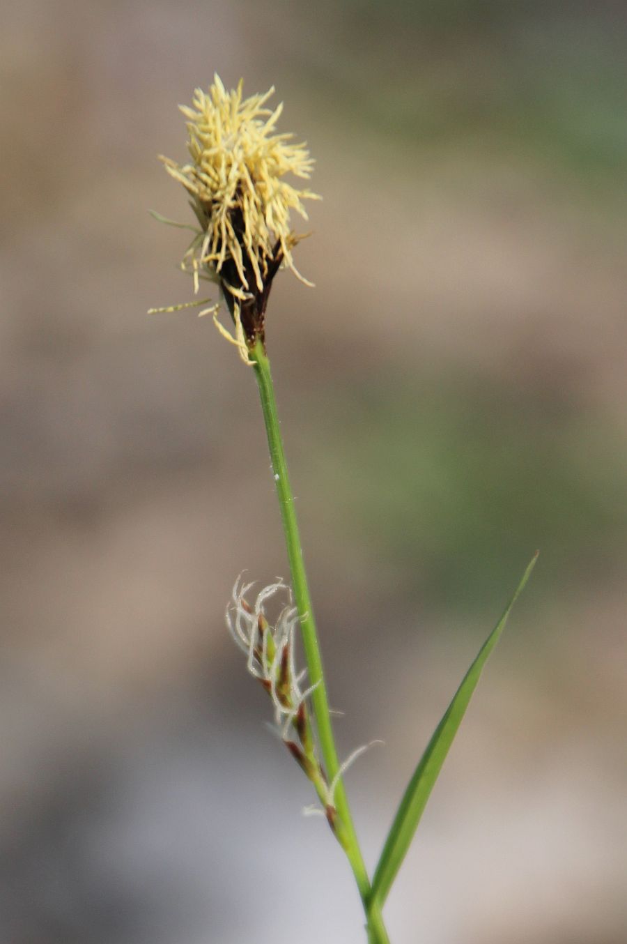 Carex pilosa Traiskirchen_20200329_12.jpg