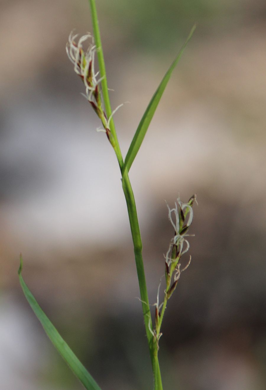 Carex pilosa Traiskirchen_20200329_13.jpg