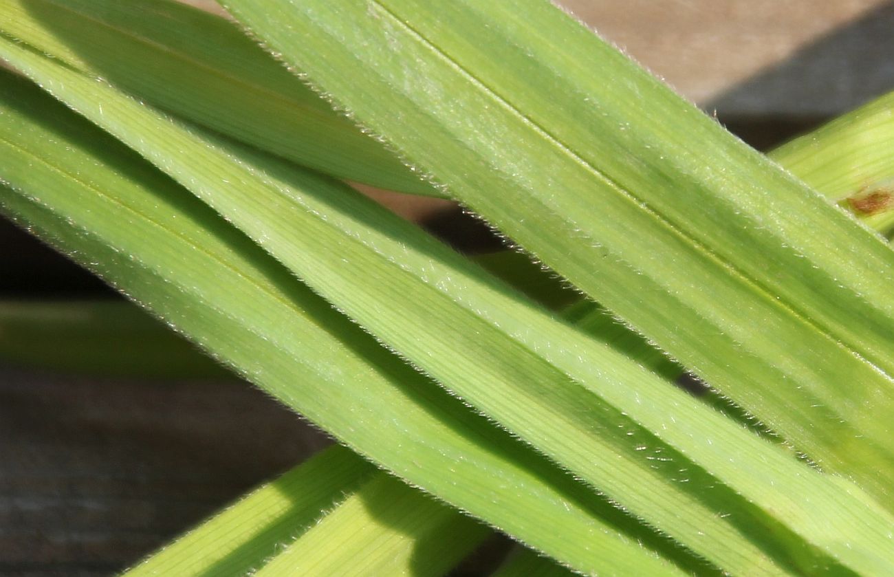 Carex pilosa Traiskirchen_20200329_37.jpg