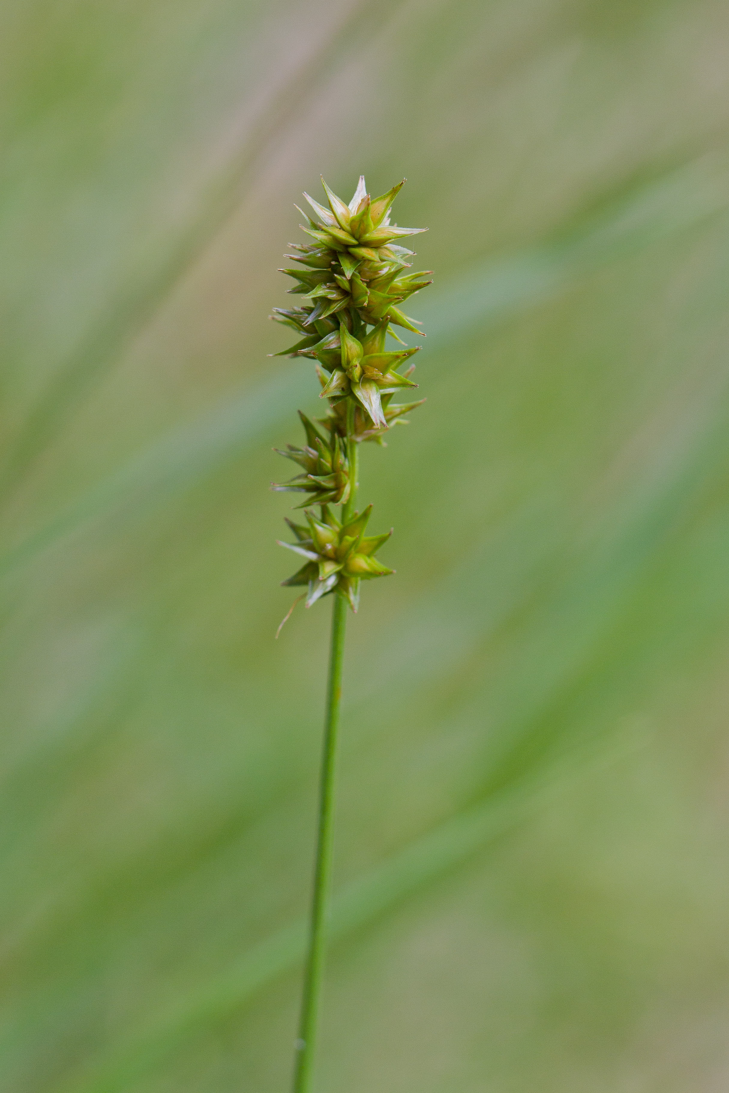 Cyperaceae_Carex polyphylla cf-2.jpg