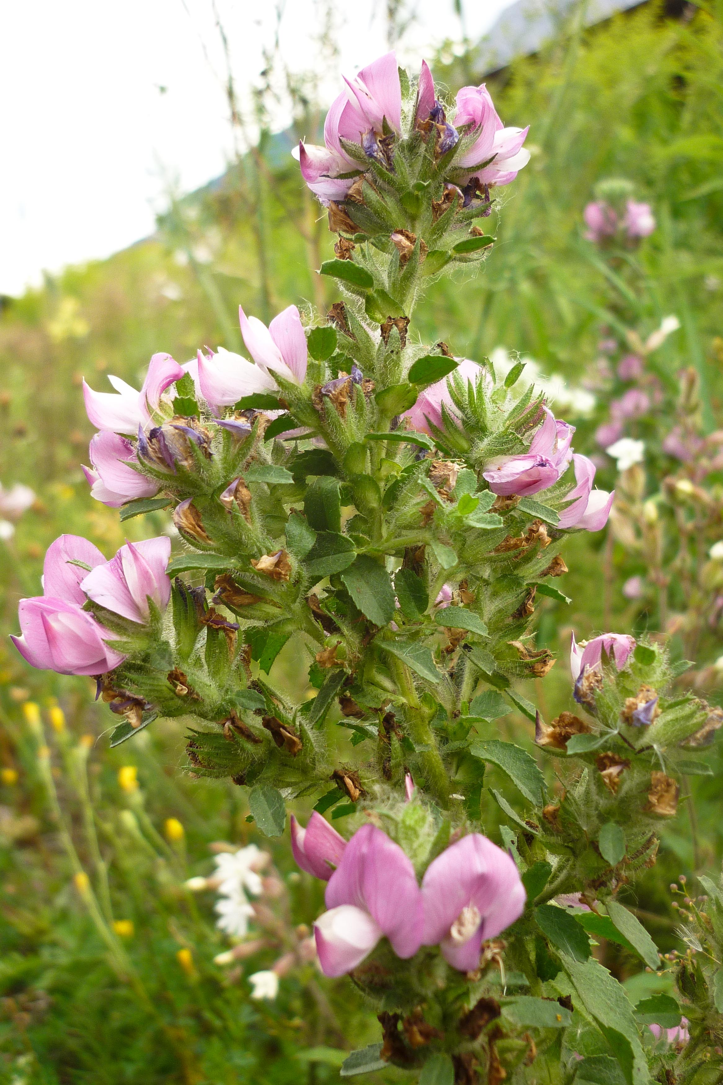 Ononis_arvensis_Dölsach_20110730.jpg