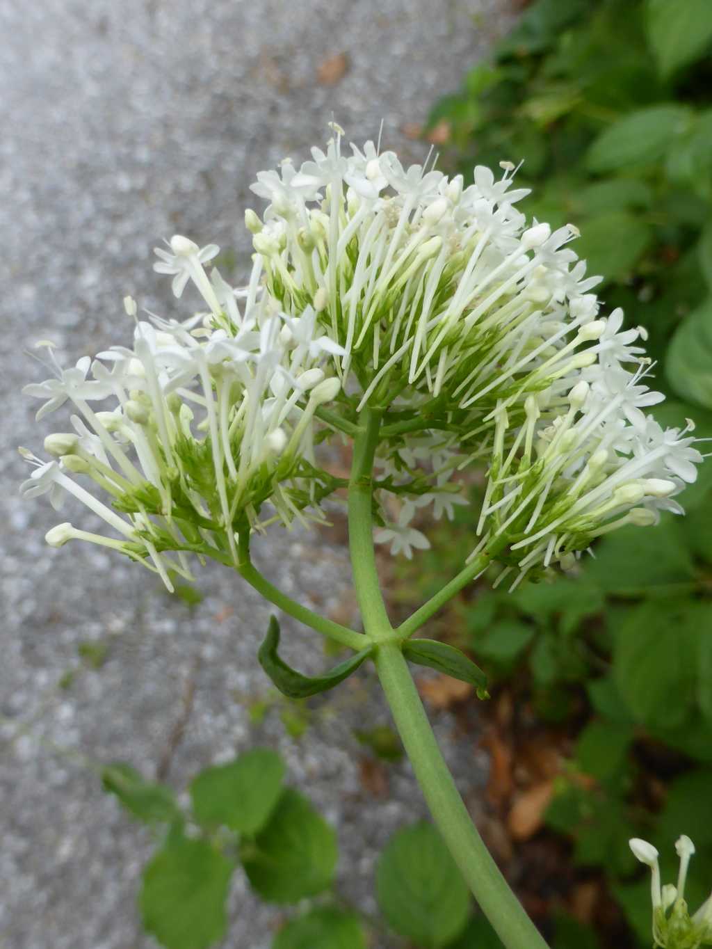 Centhrantus ruber Albino1.jpg