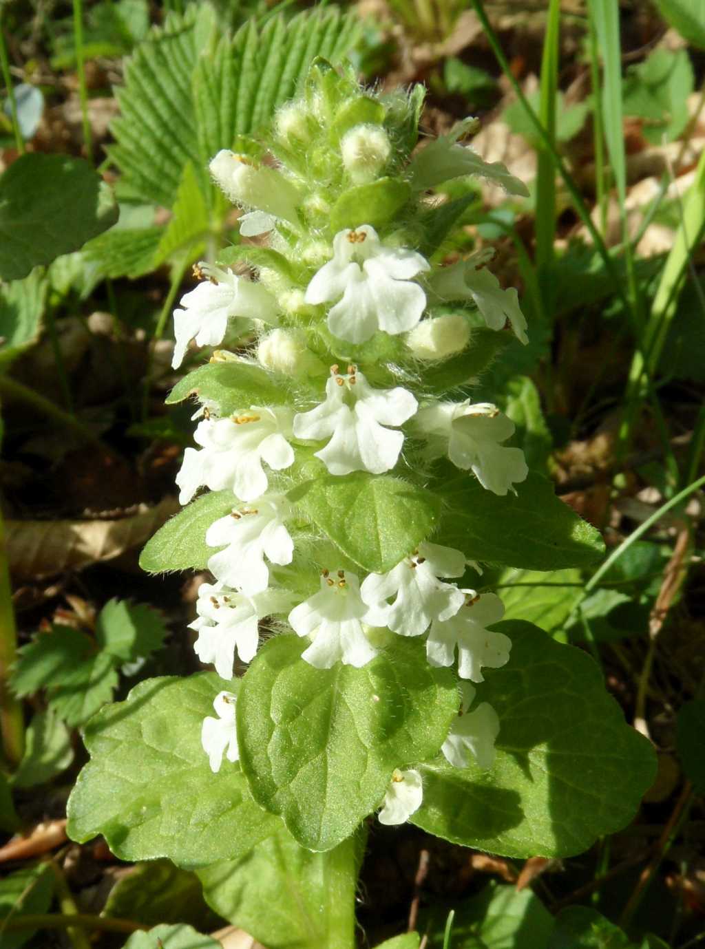 Ajuga reptans Albino.jpg