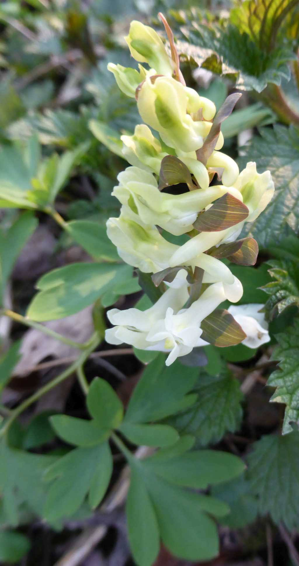 Corydalis cava weiß.jpg