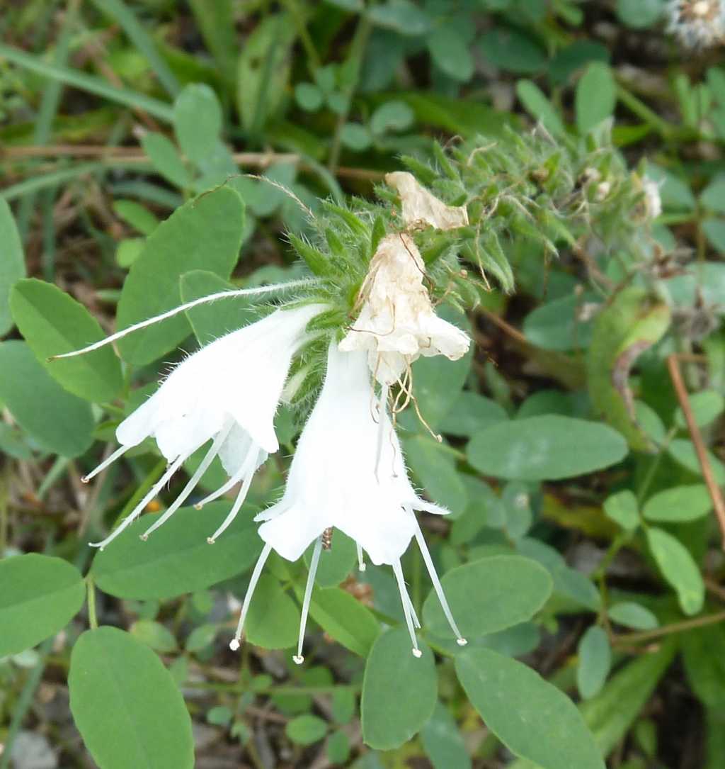 Echium vulgare Albino.jpg