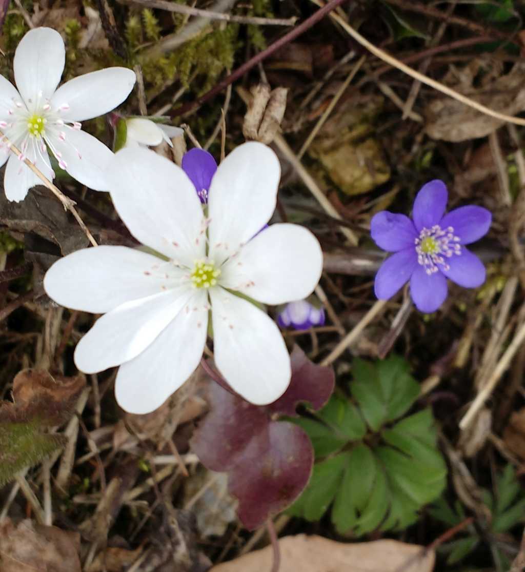 Hepatica nobilis Albino.jpg