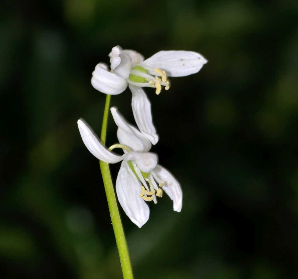 Othocallis siberica Albino.jpg