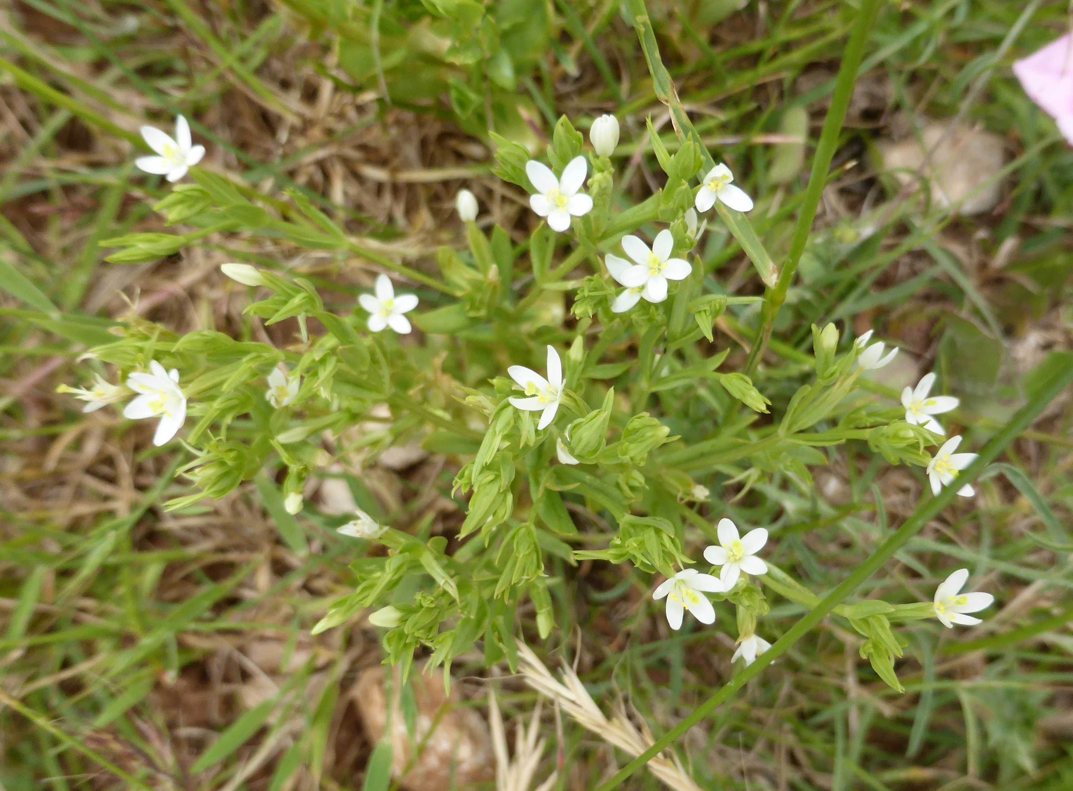 Centaurium pulchellum weiß.jpg