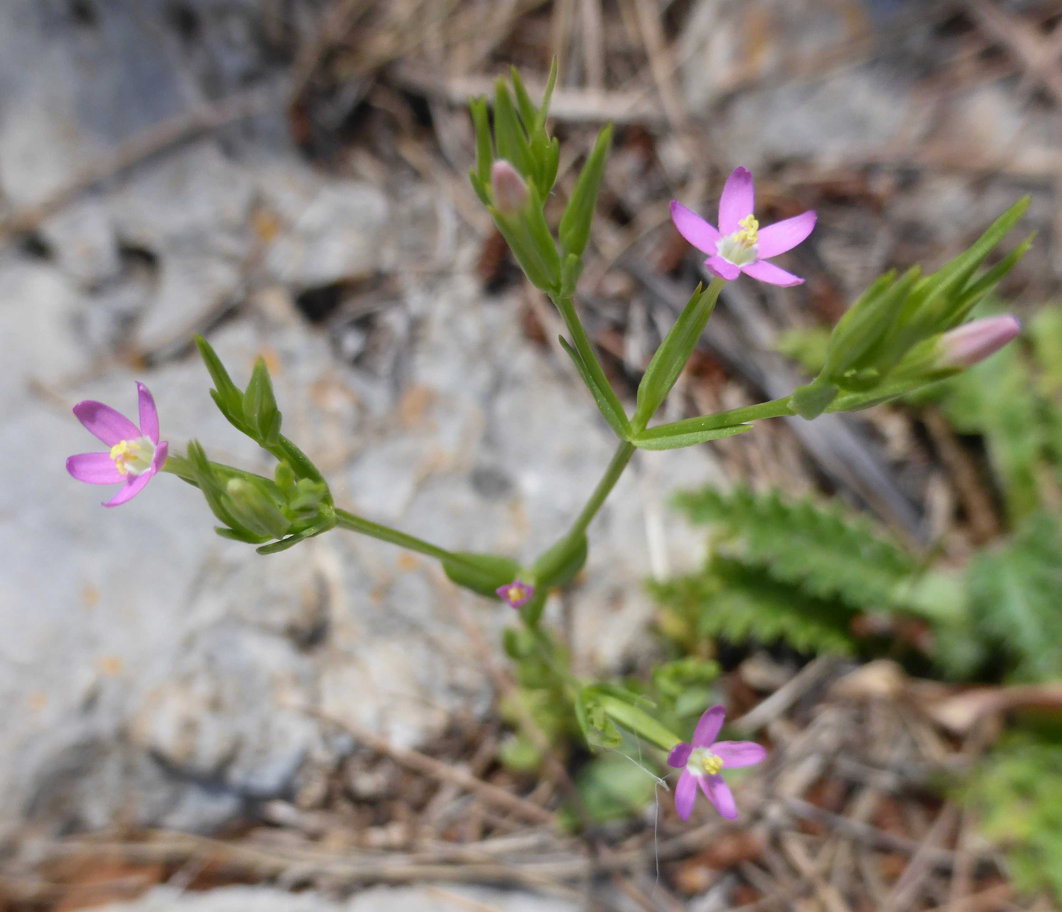 Centaurium pulchellum orig.jpg