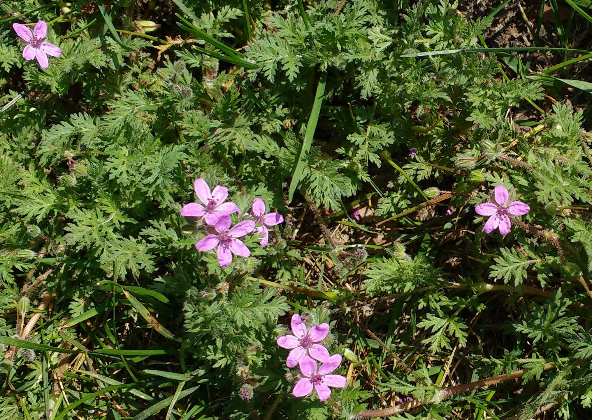 Erodium circutarium orig.jpg