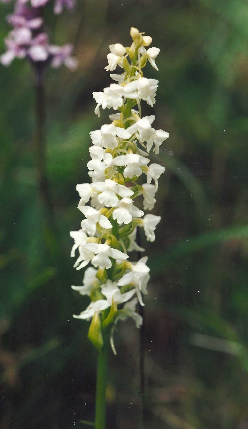 Gymnadenia conopsea Albino.jpg
