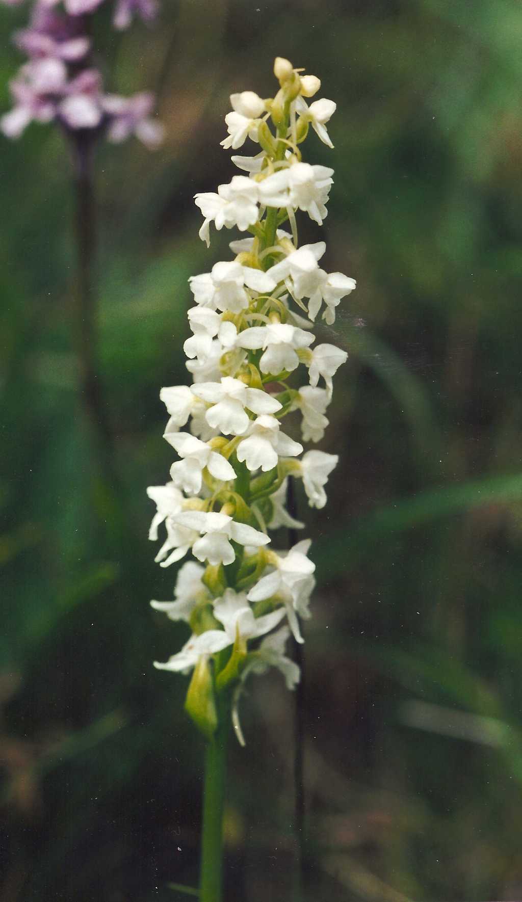 Gymnadenia conopsea Albino.jpg