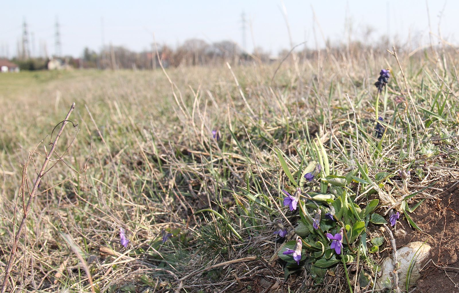 Viola ambigua Wienersdorf_20200401_04.jpg