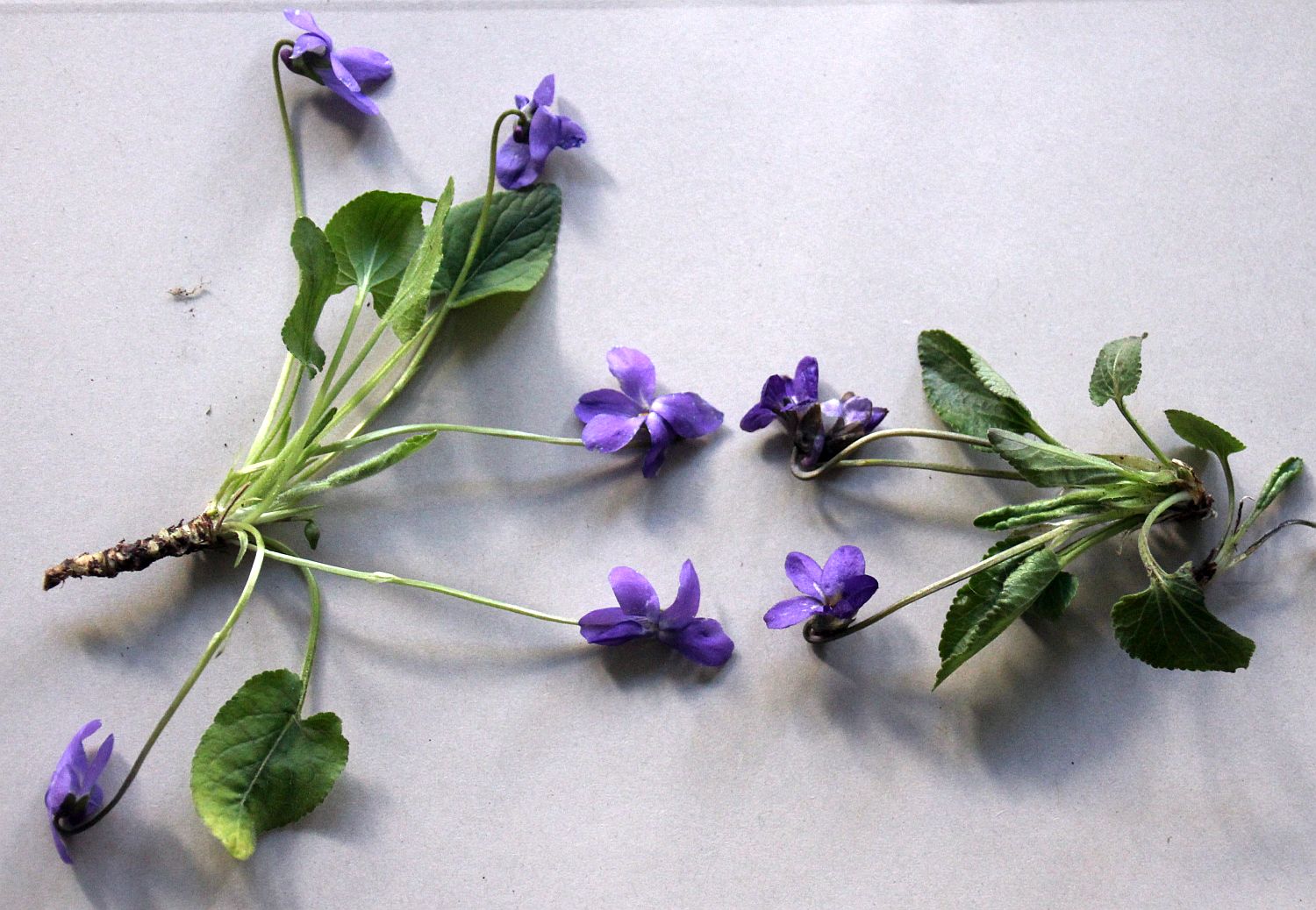 Viola ambigua - hirta Traiskirchen_20200401_02.jpg