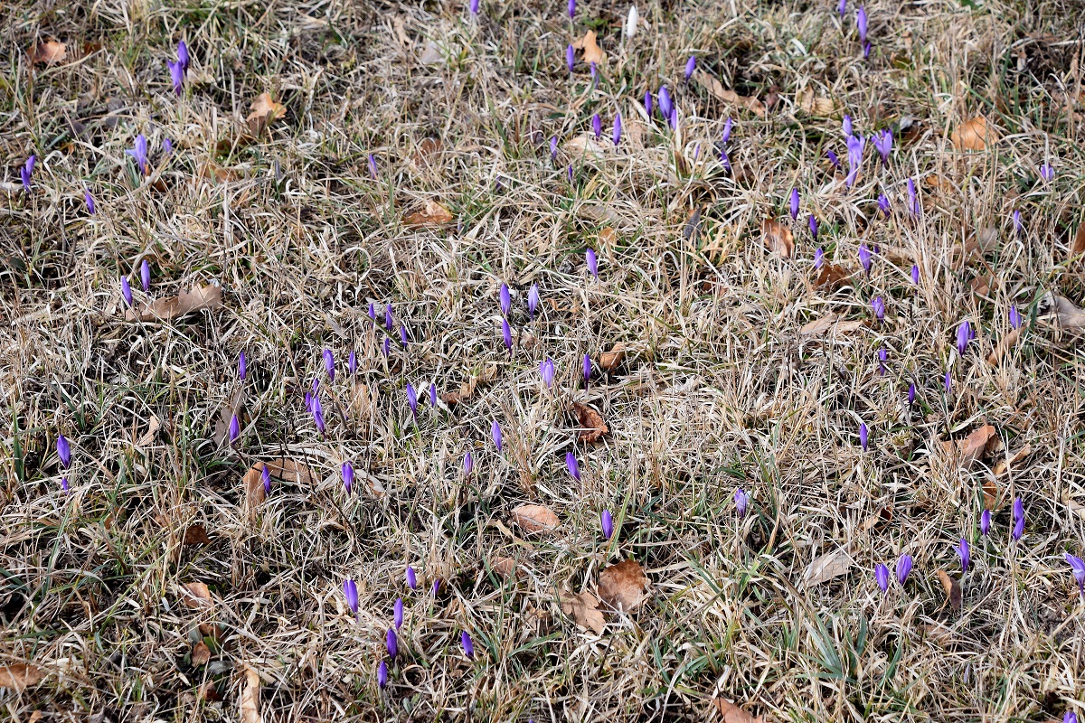 Kaltenleutgeben-08032020-(28) - Seewiese - Crocus purpureus - Neapel-Krokus.JPG