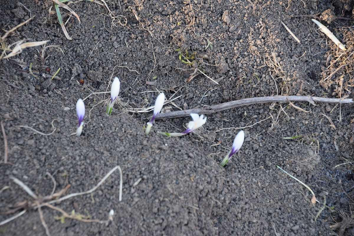 Kaltenleutgeben-15032020-(41) - Seewiese - Crocus albiflorus - Alpen-Krokus.JPG