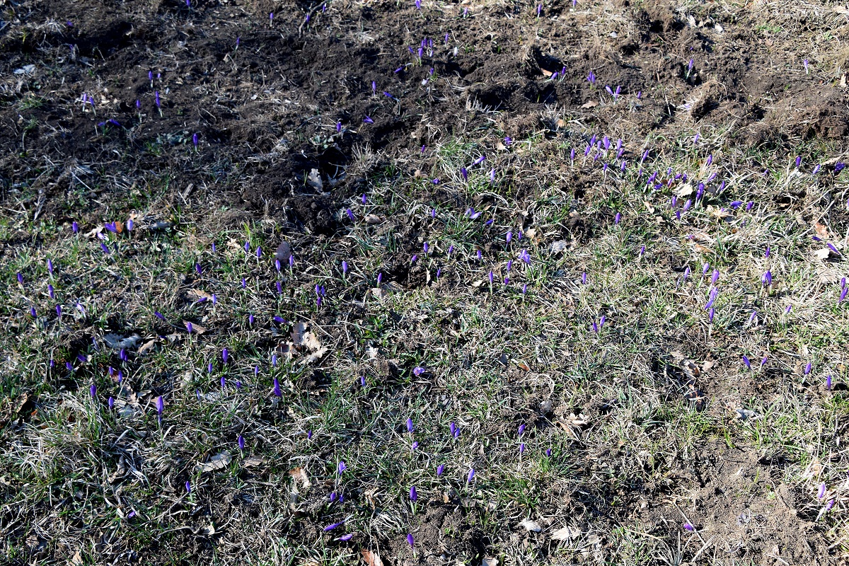 Kaltenleutgeben-15032020-(33) - Seewiese - Crocus purpureus - Neapel-Krokus.JPG