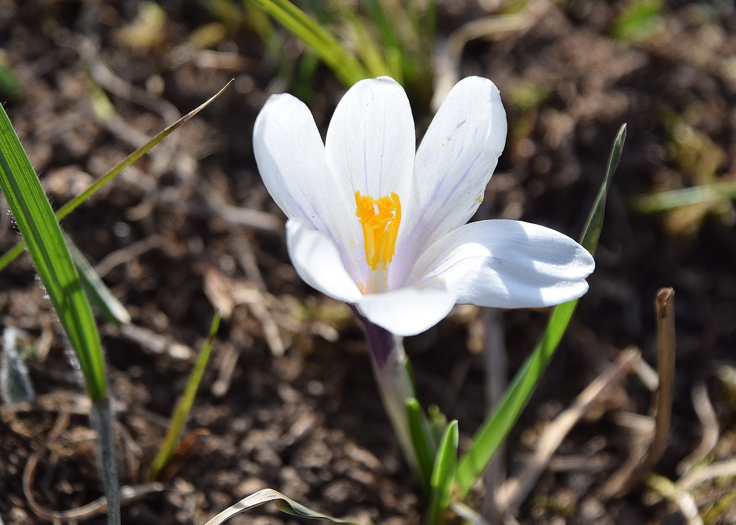 Kaltenleutgeben-27032020-(16) - Seewiese - Krokuswiese - Crocus albiflorus - Alpen-Krokus.JPG