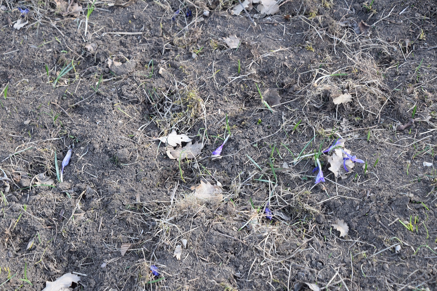 Kaltenleutgeben-27032020-(34) - Seewiese - Krokuswiese - Crocus purpureus - Neapel-Krokus.JPG