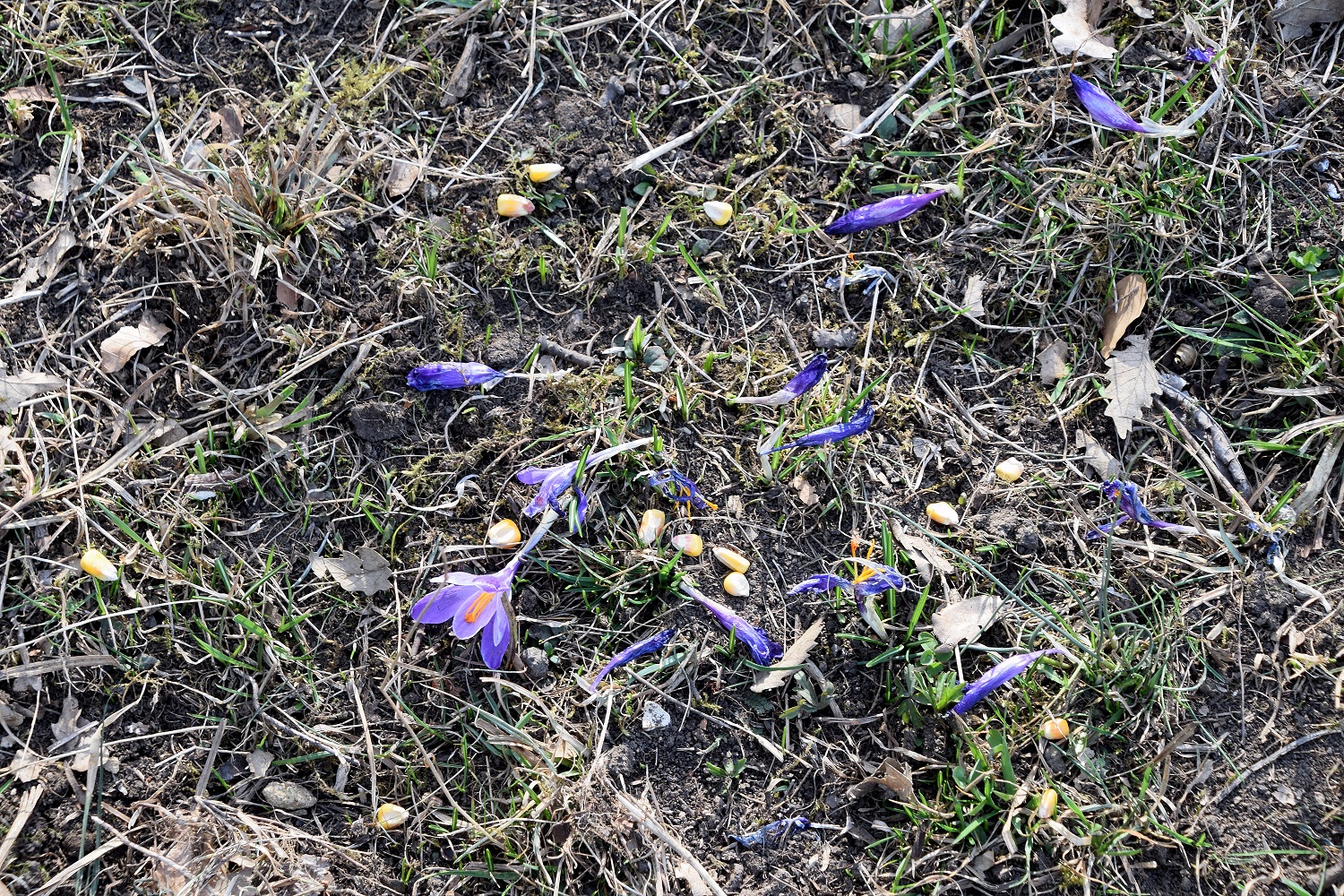 Kaltenleutgeben-27032020-(39) - Seewiese - Krokuswiese - Crocus purpureus - Neapel-Krokus.JPG