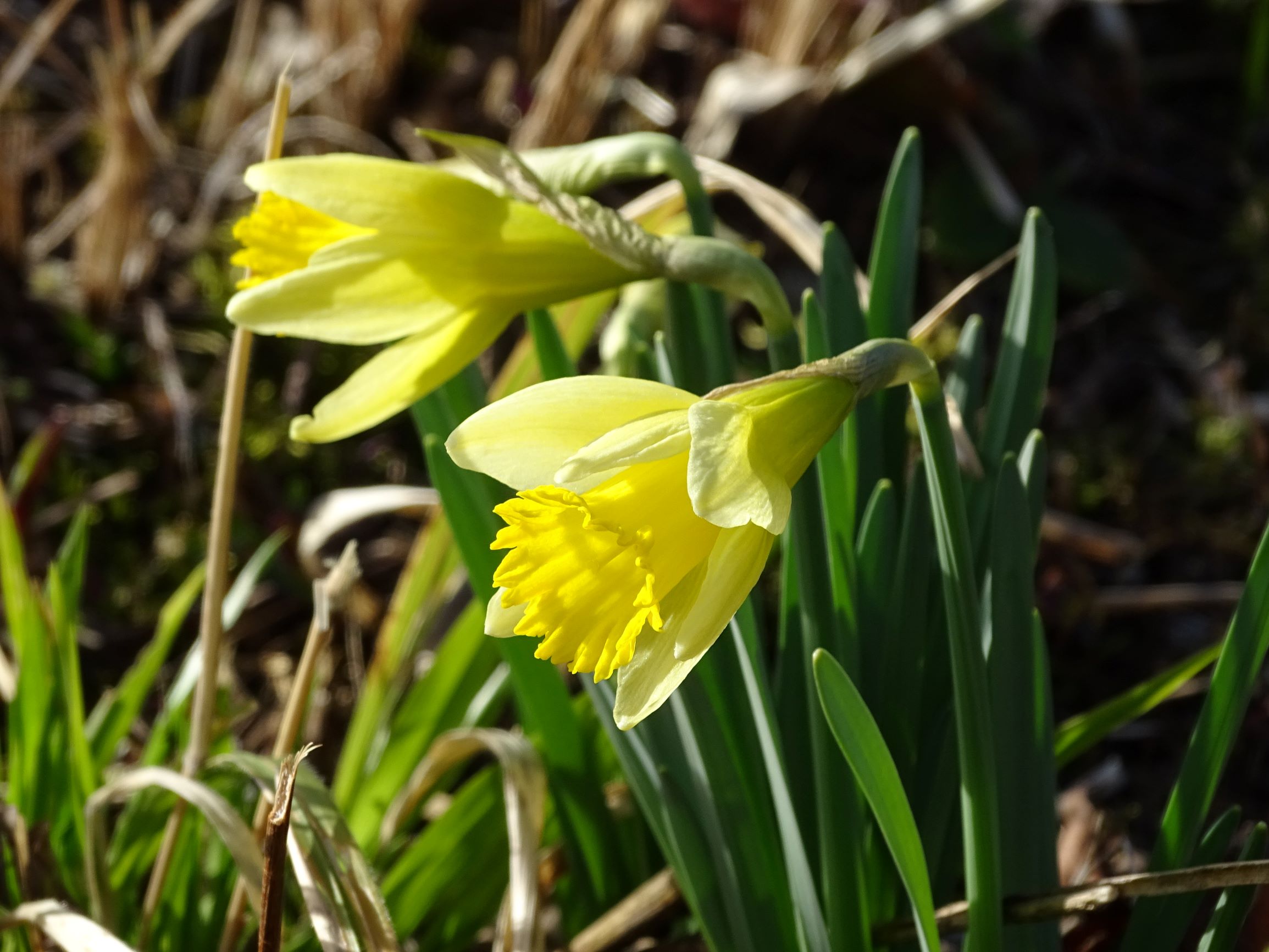 DSC02375-kopie10.3.2020.JPG