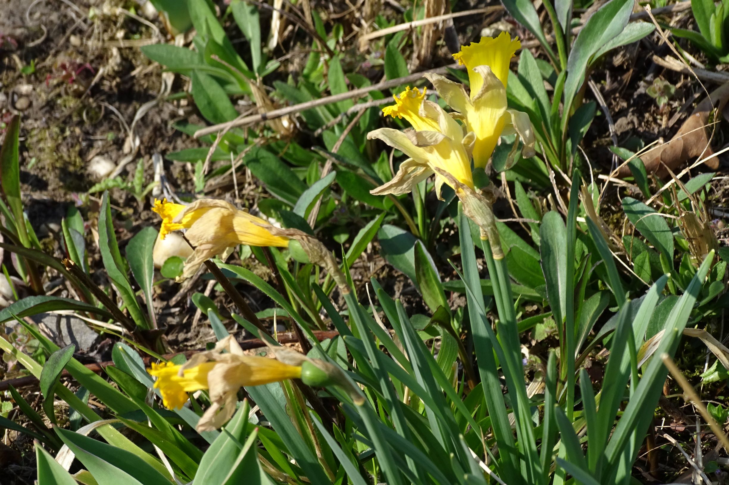 DSC05609-kopie29.3.2020.JPG