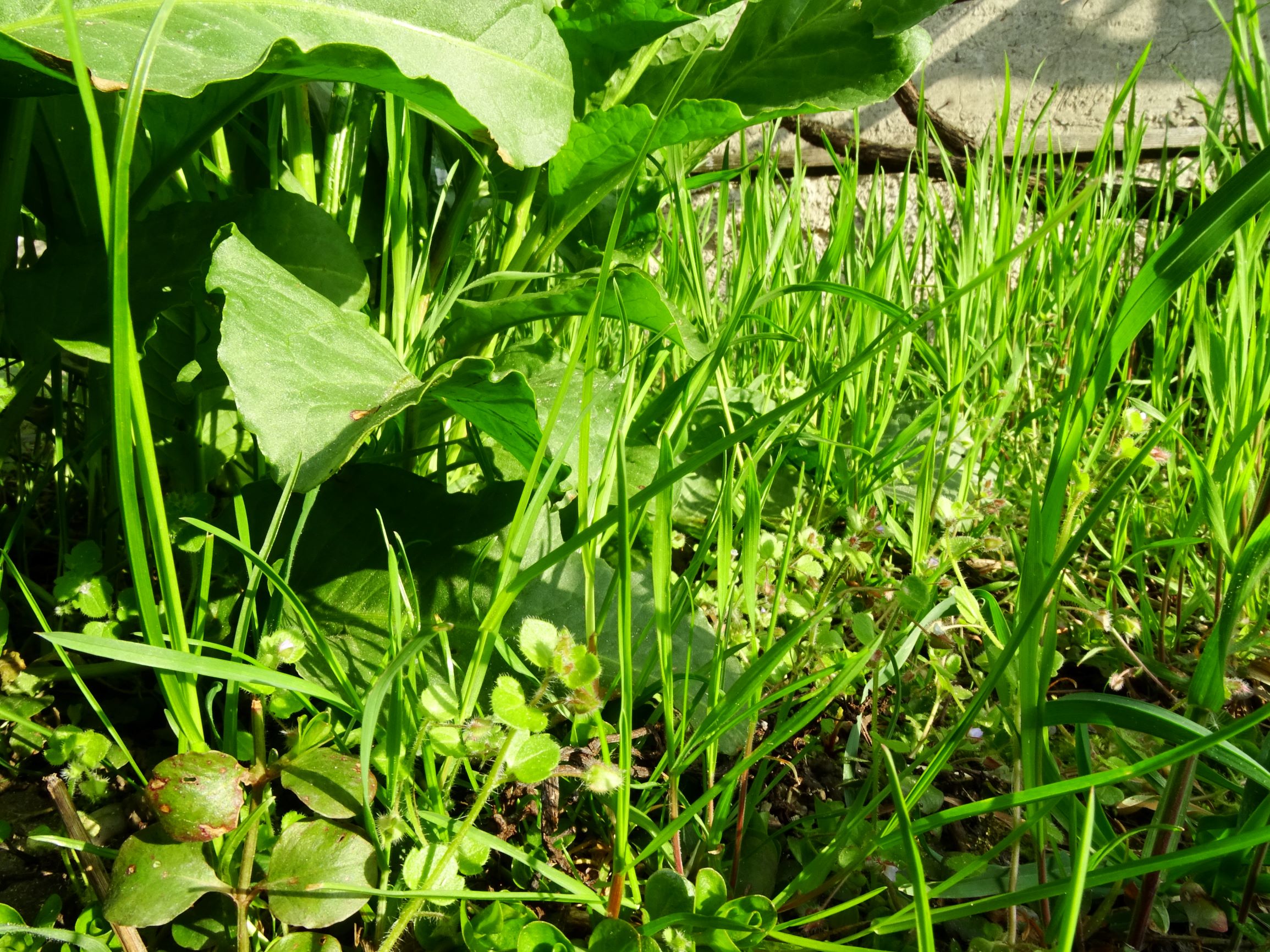 DSC05990-kopie bromus sterilis, links vor rumex patientia auch poa trivialis.JPG