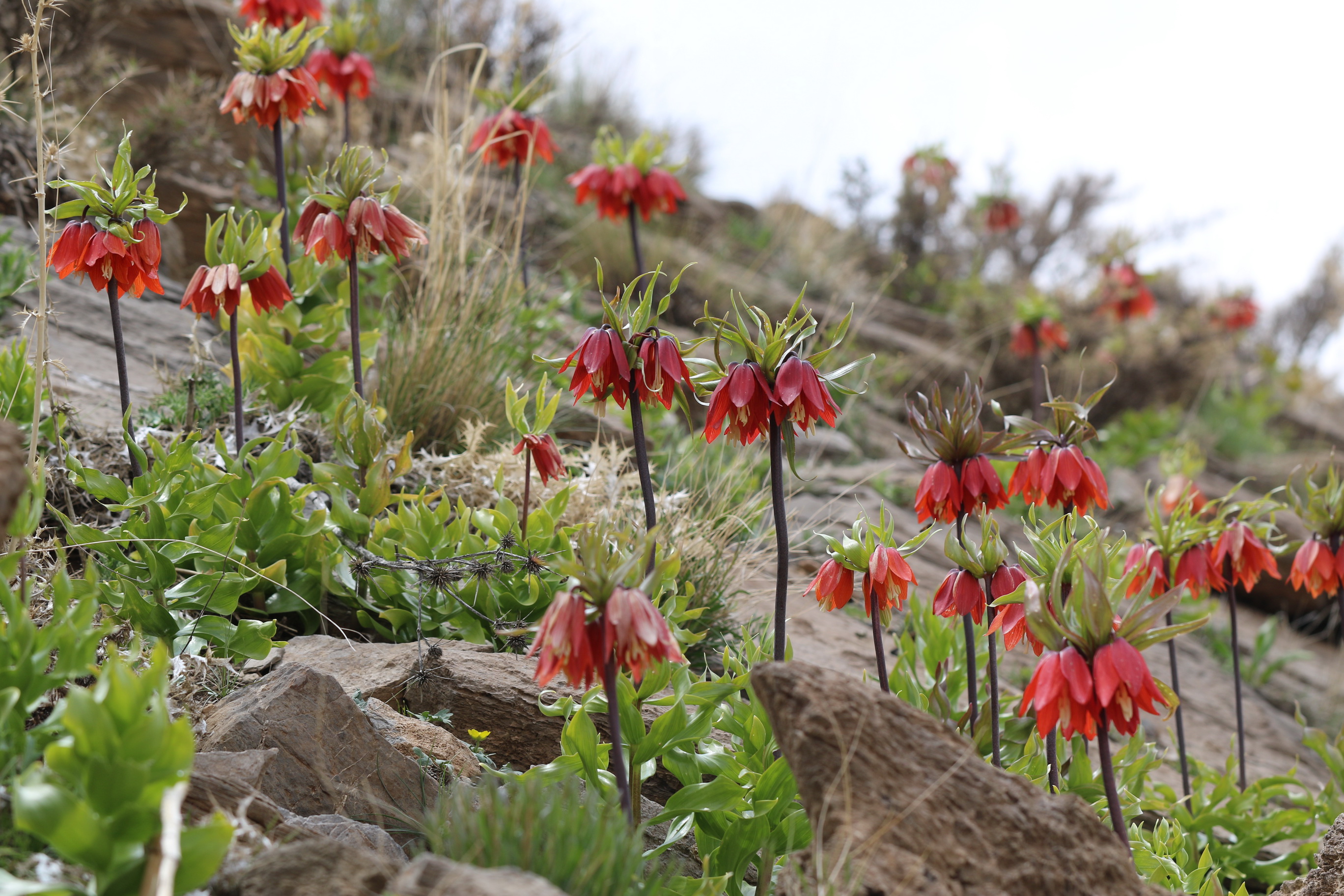 Fritillaria.imperialis.Iran-Golestan.Kuh.15 .Stdort.1.5.18.JPG