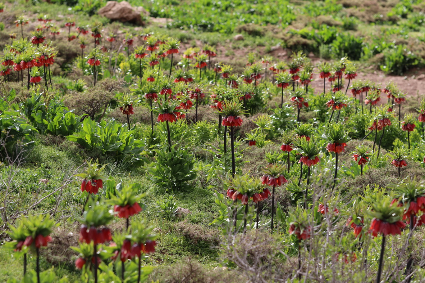 Fritillaria.imperialis.Iran-Chelgerd.29 .04.18.JPG