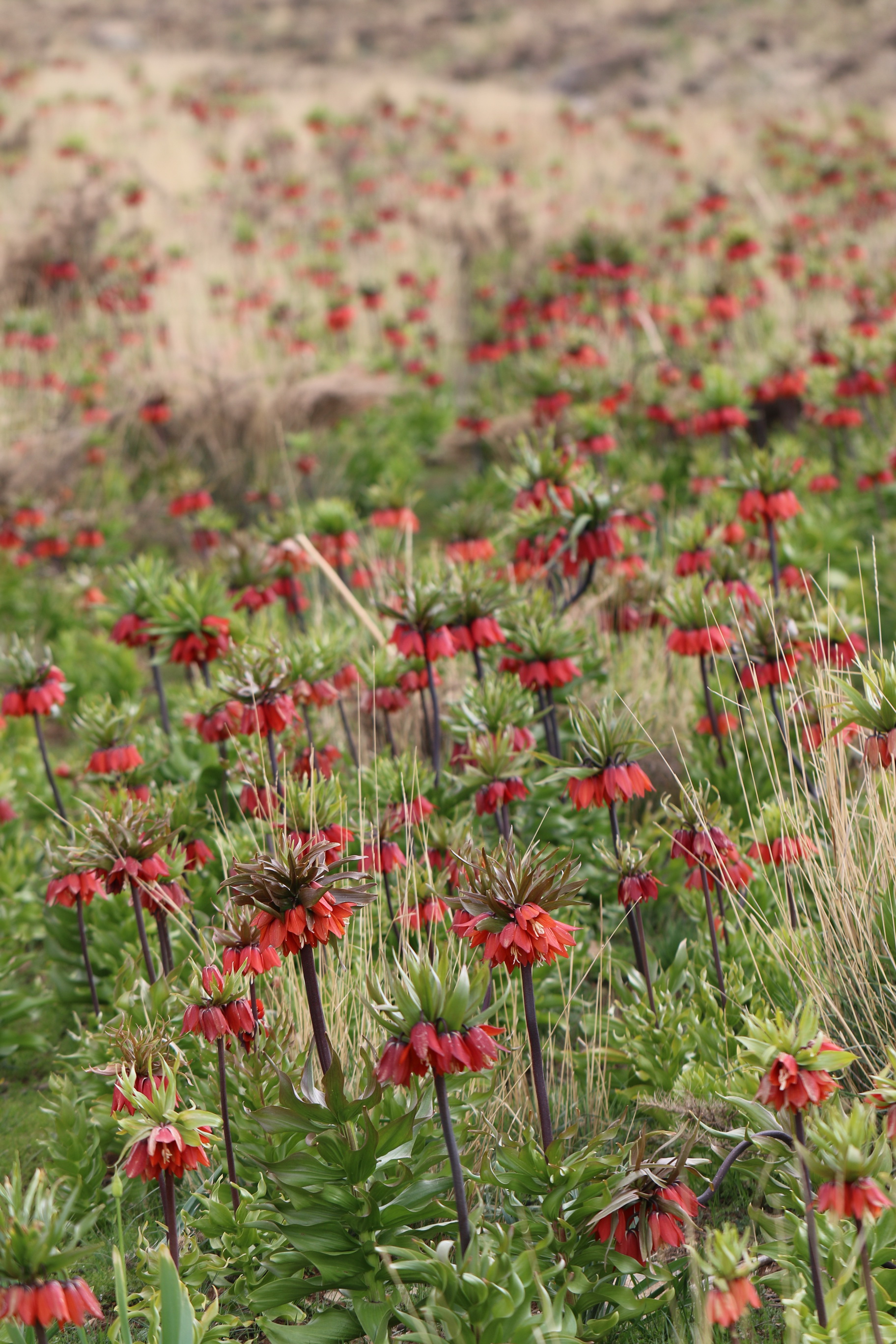 Fritillaria.imperialis.Iran-Golestan.Kuh.15.St.1.5 .18.JPG