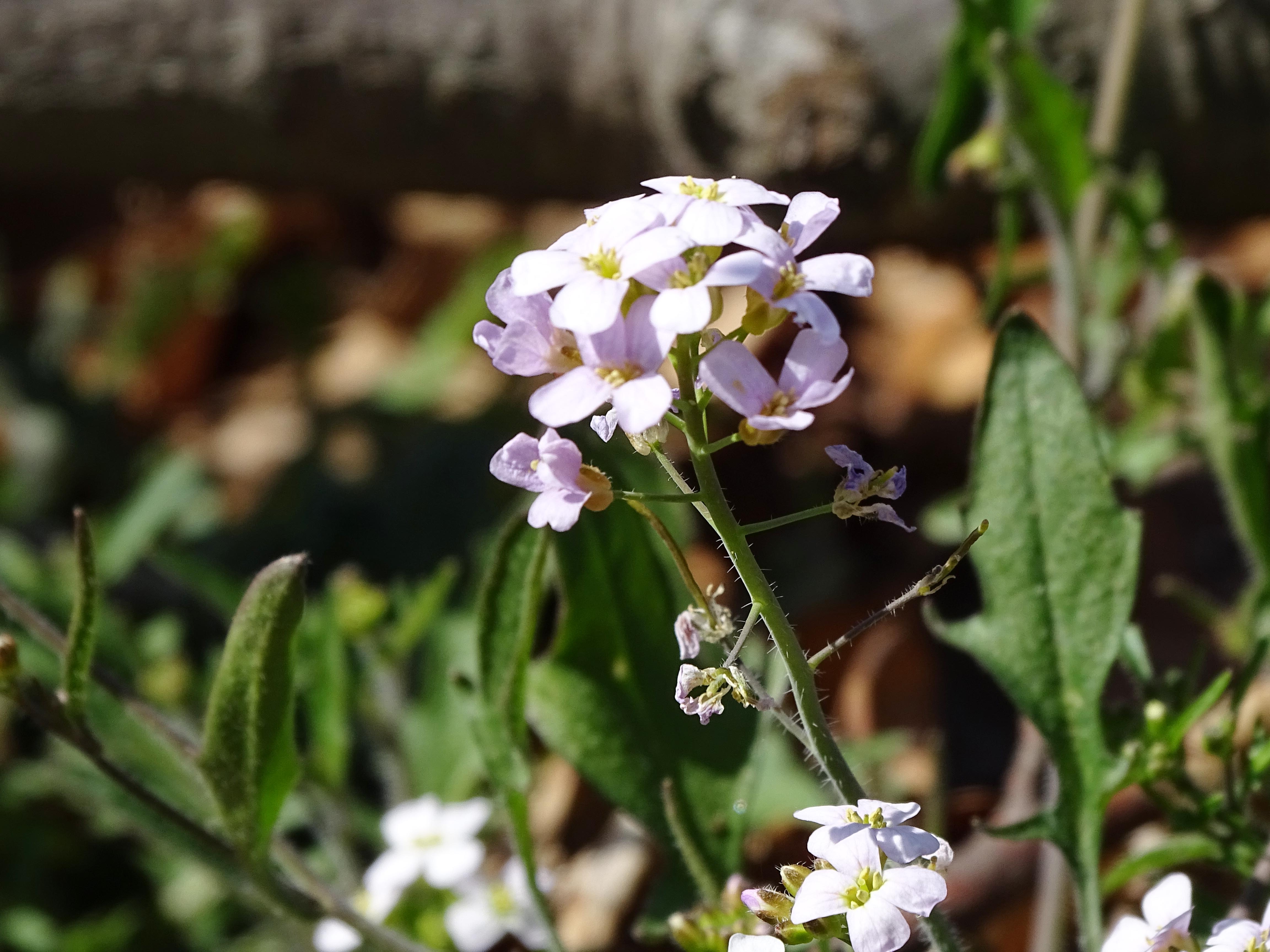 Arabidopsis arenosa1.jpg