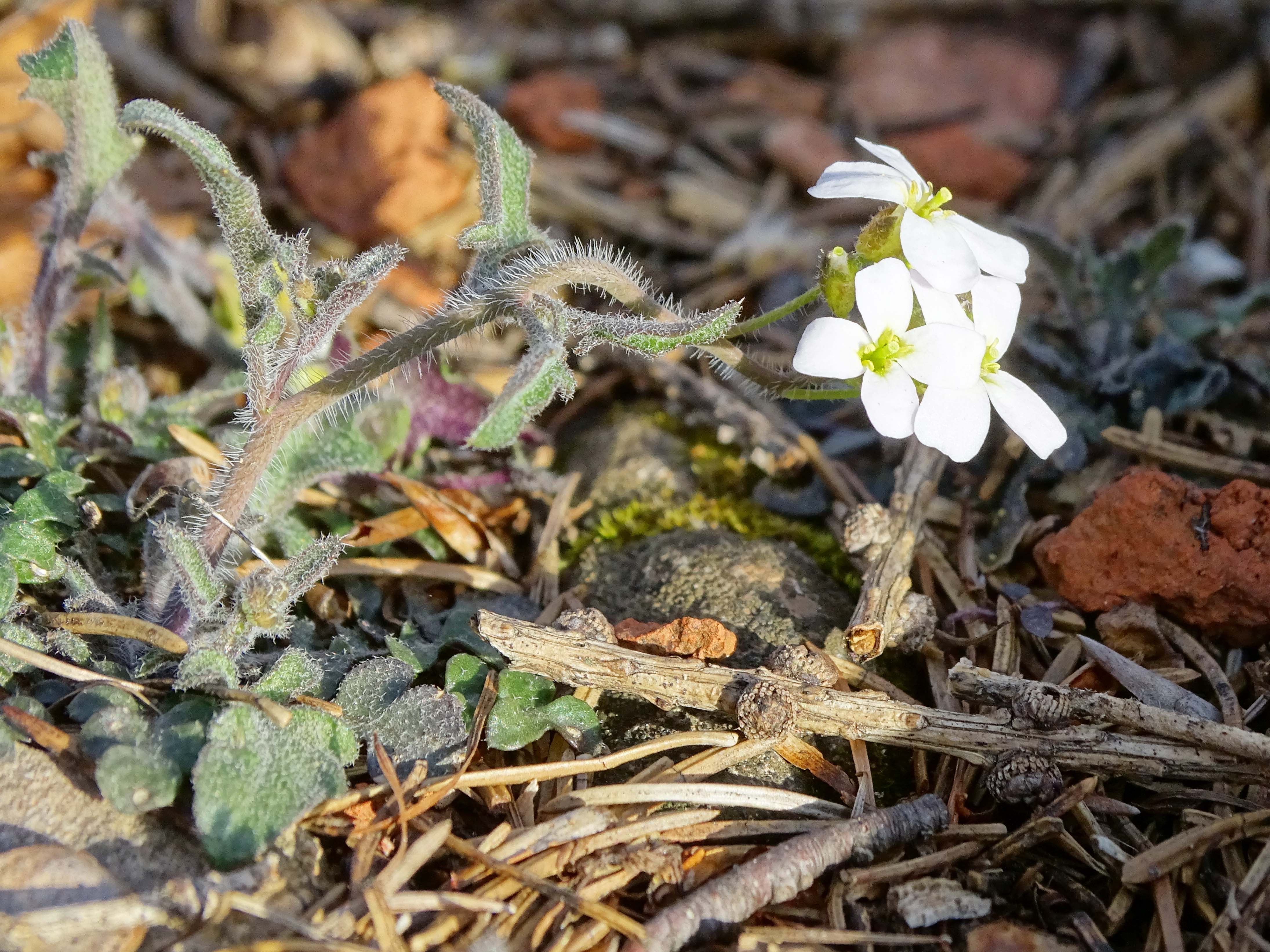 Arabidopsis arenosa5.jpg