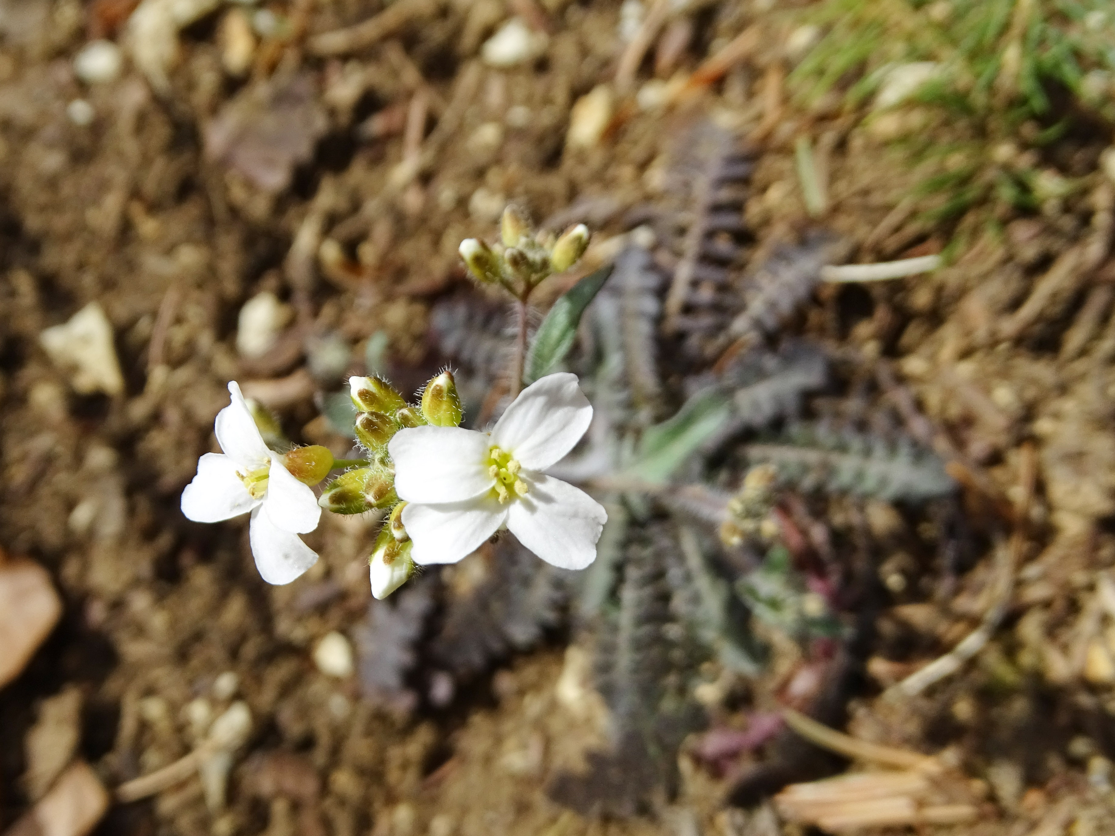 arabidopsis arenosa_pfaffenkogel.jpeg