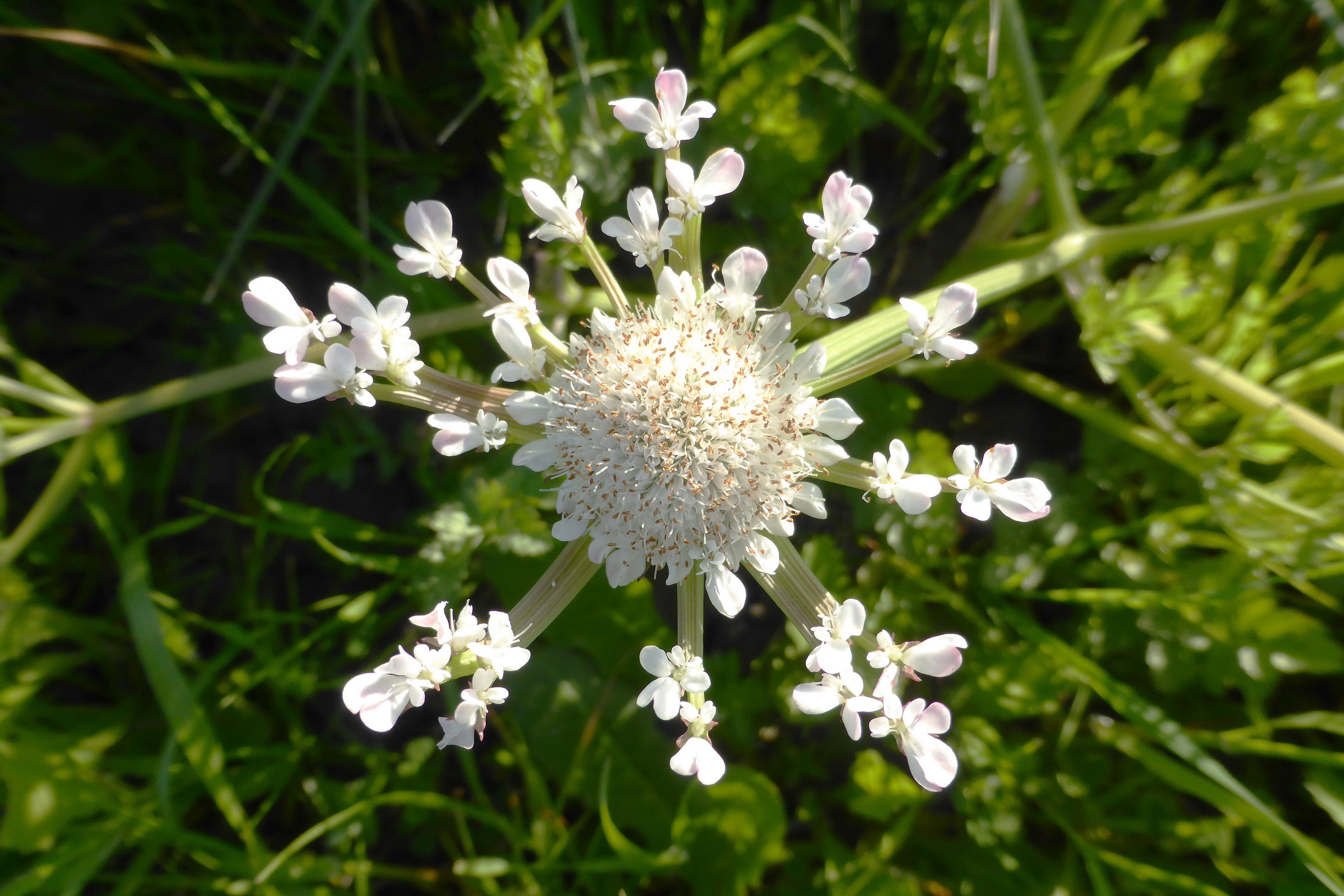 Oenanthe.fistulosa.cf.verbändert.GR-Samos.14.4.19.JPG