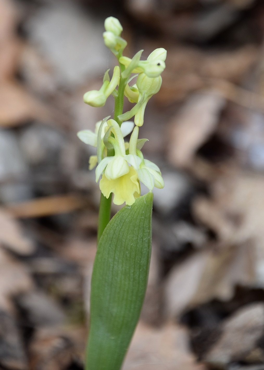 Perchtoldsdorf-Weißer Stein-03042020-(8) - Orchis pallens - Bleich Knabenkraut.JPG