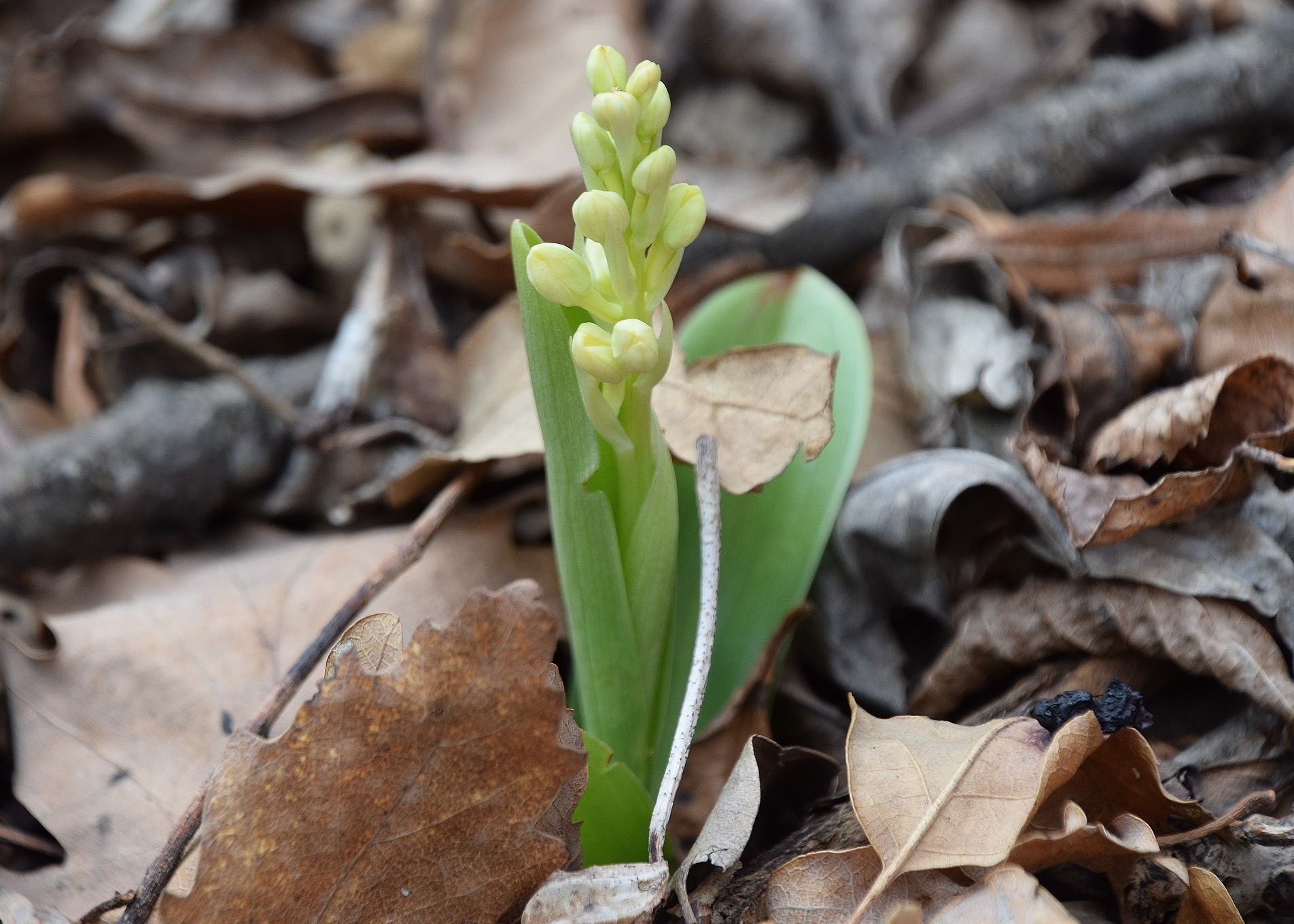 Perchtoldsdorf-Weißer Stein-03042020-(9) - Orchis pallens - Bleich Knabenkraut.JPG