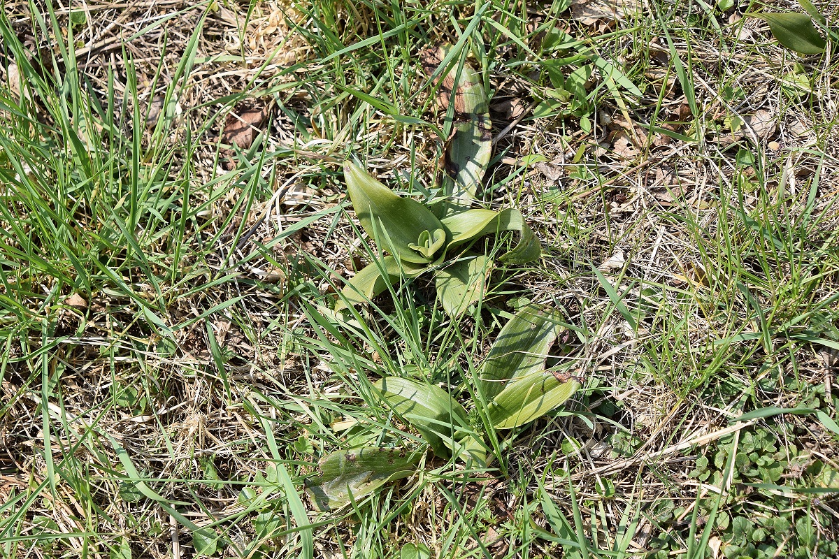 Perchtoldsdorf-Heide-03042020-(16) - kleine Heide - Himantoglossum adriaticum - Adria-Riemenzunge.JPG