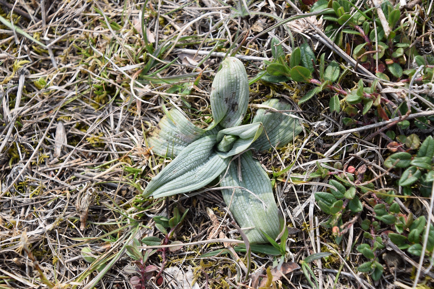 Perchtoldsdorf-Heide-03042020-(24) - kleine Heide - Ophrys holoserica - Hummel-Ragwurz.JPG