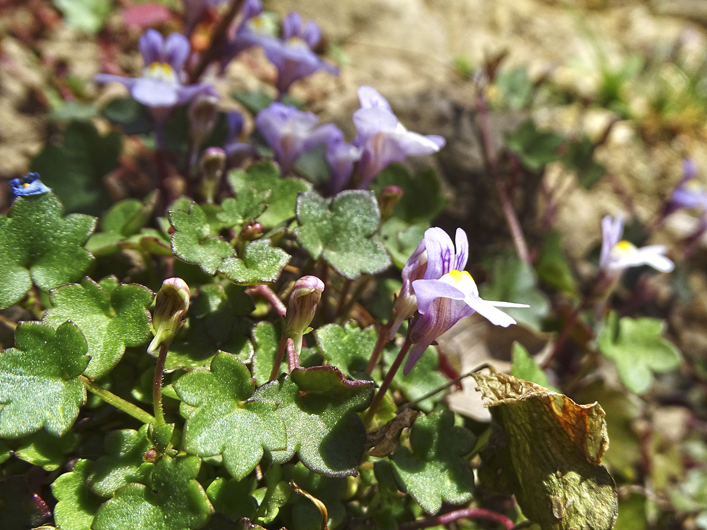 cymbalaria muralis_admonterkogel.jpg