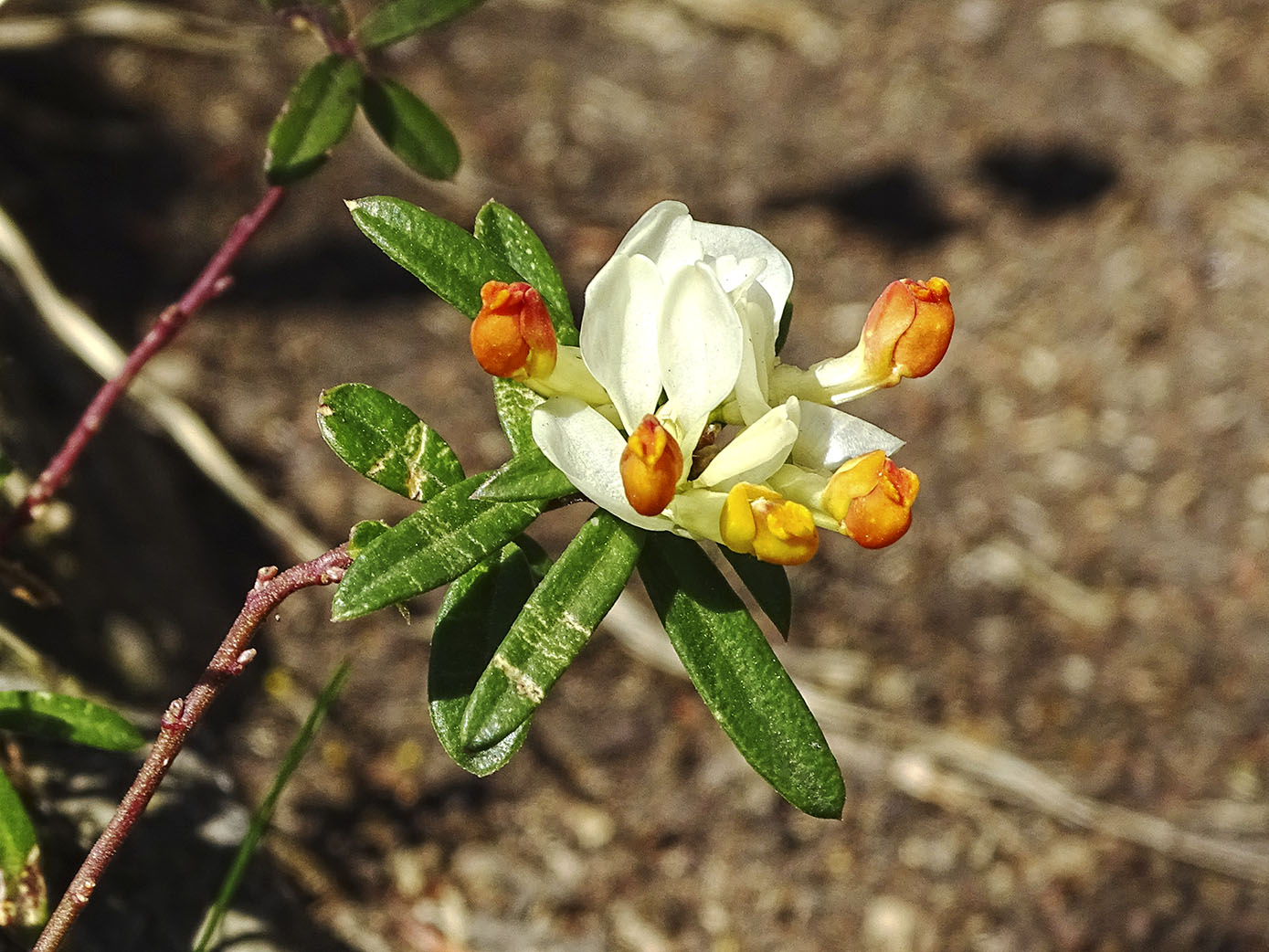 polygala chamaebuxus_admonterk.jpg