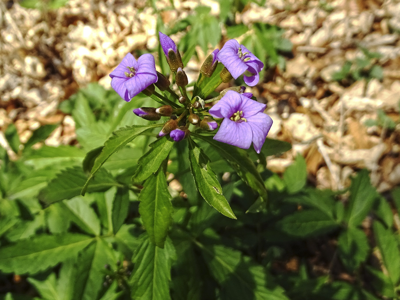 cardamine bulbifera_admonterkogel.jpg