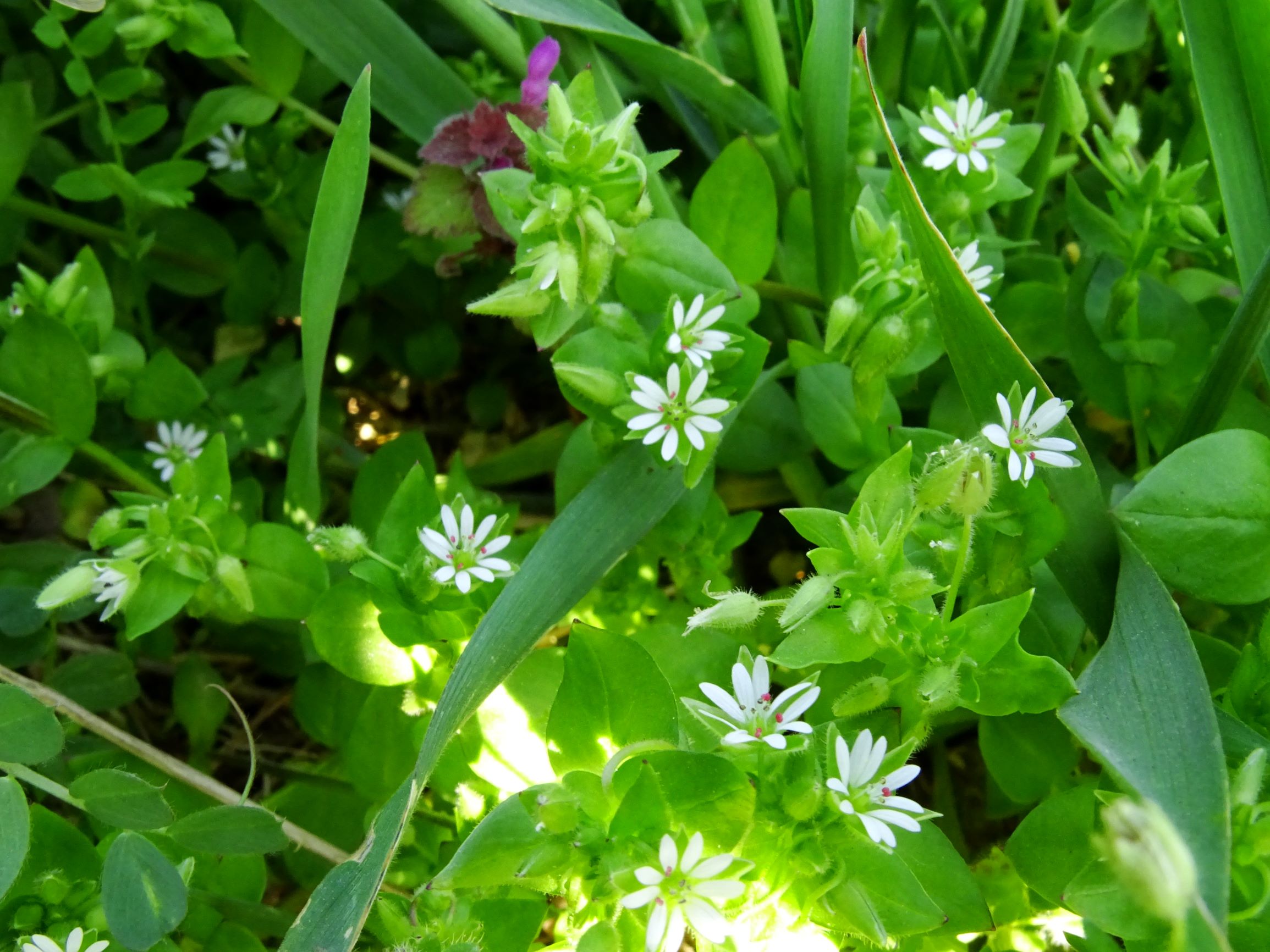 DSC06419 stellaria ruderalis.JPG