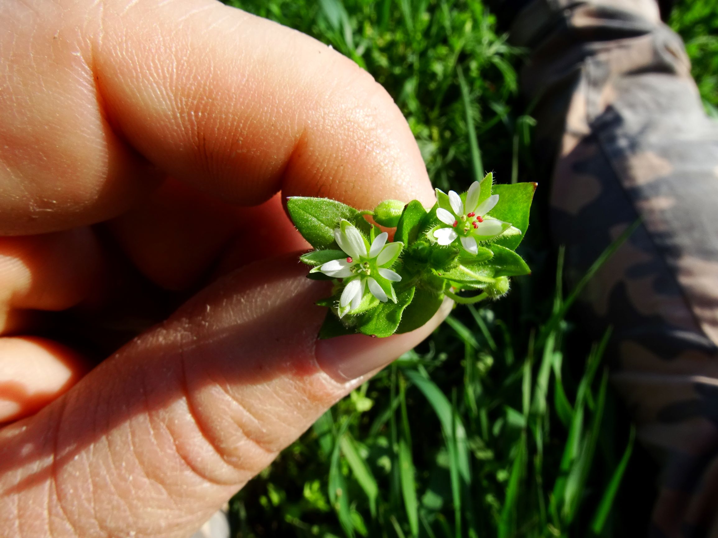 DSC06439 stellaria ruderalis.JPG