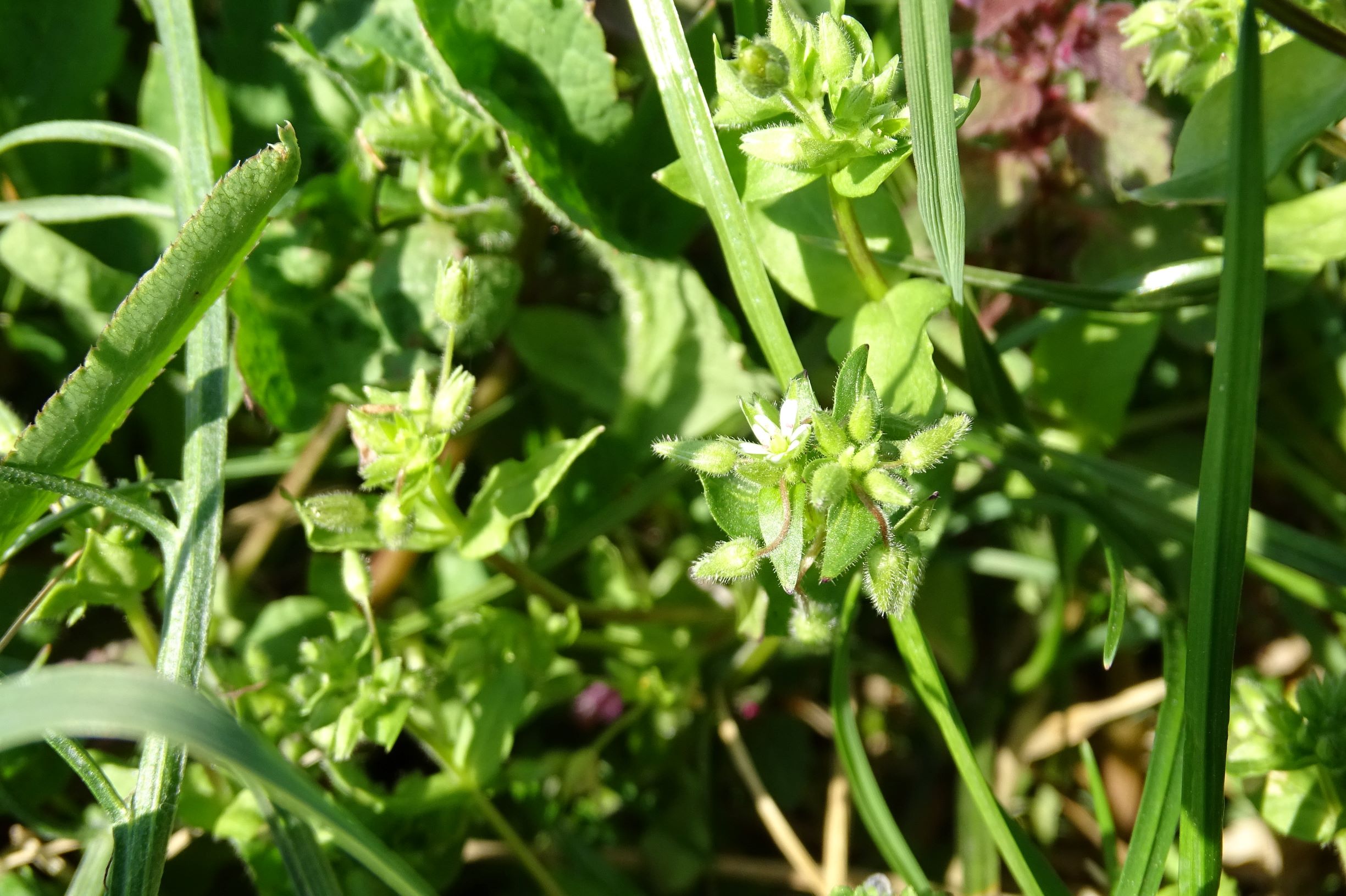 DSC06448 stellaria pallida.JPG