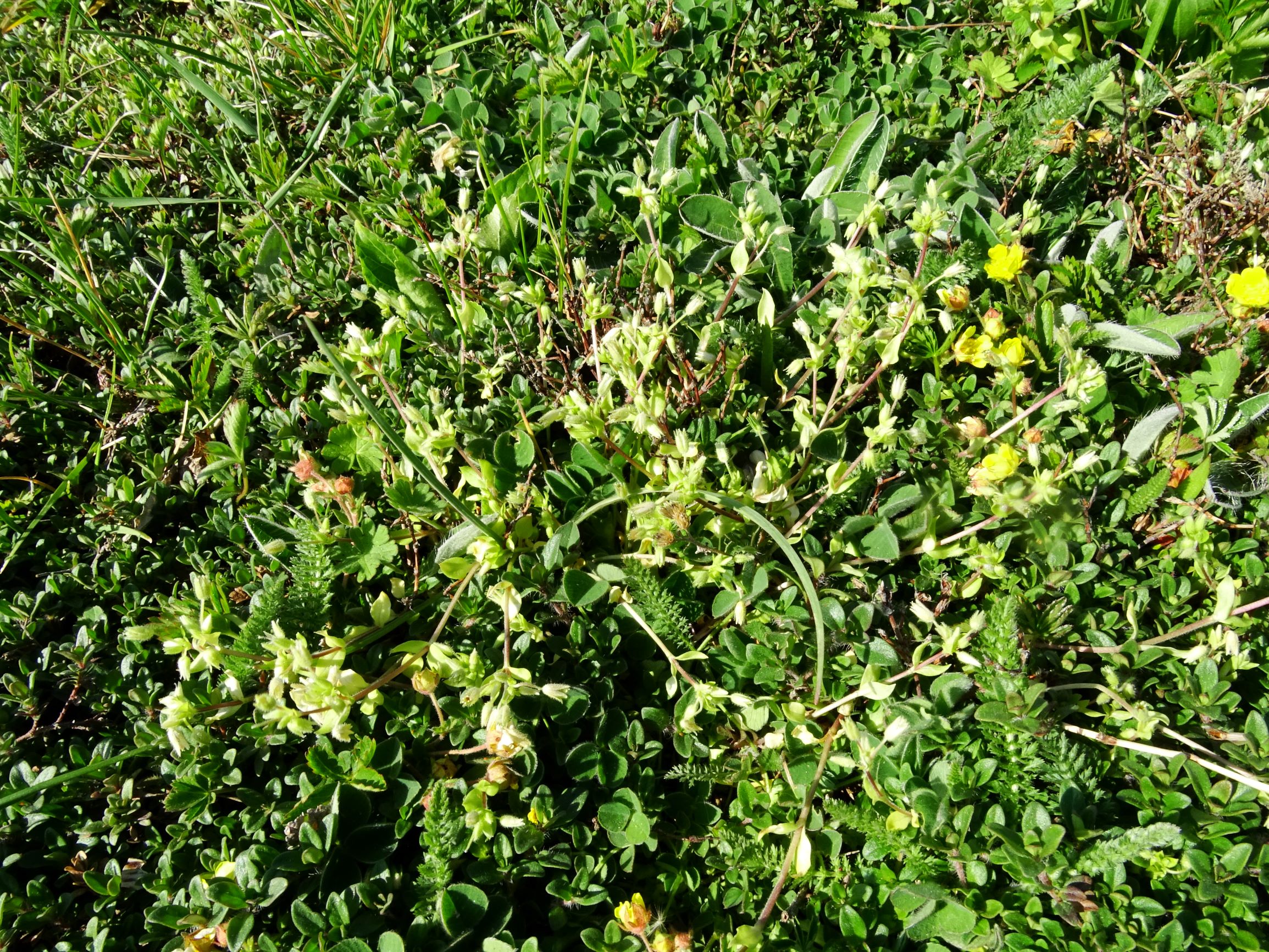 DSC06489 stellaria pallida.JPG